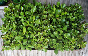 Jade Plant Assortment